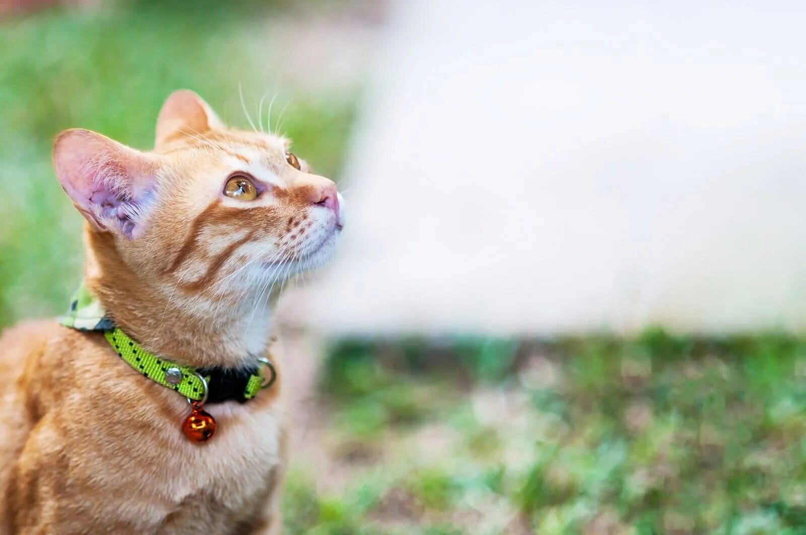 Кот издает странные. Котик с ошейником. ошейник для кота. коты в ошейниках. домашний кот с ошейником.