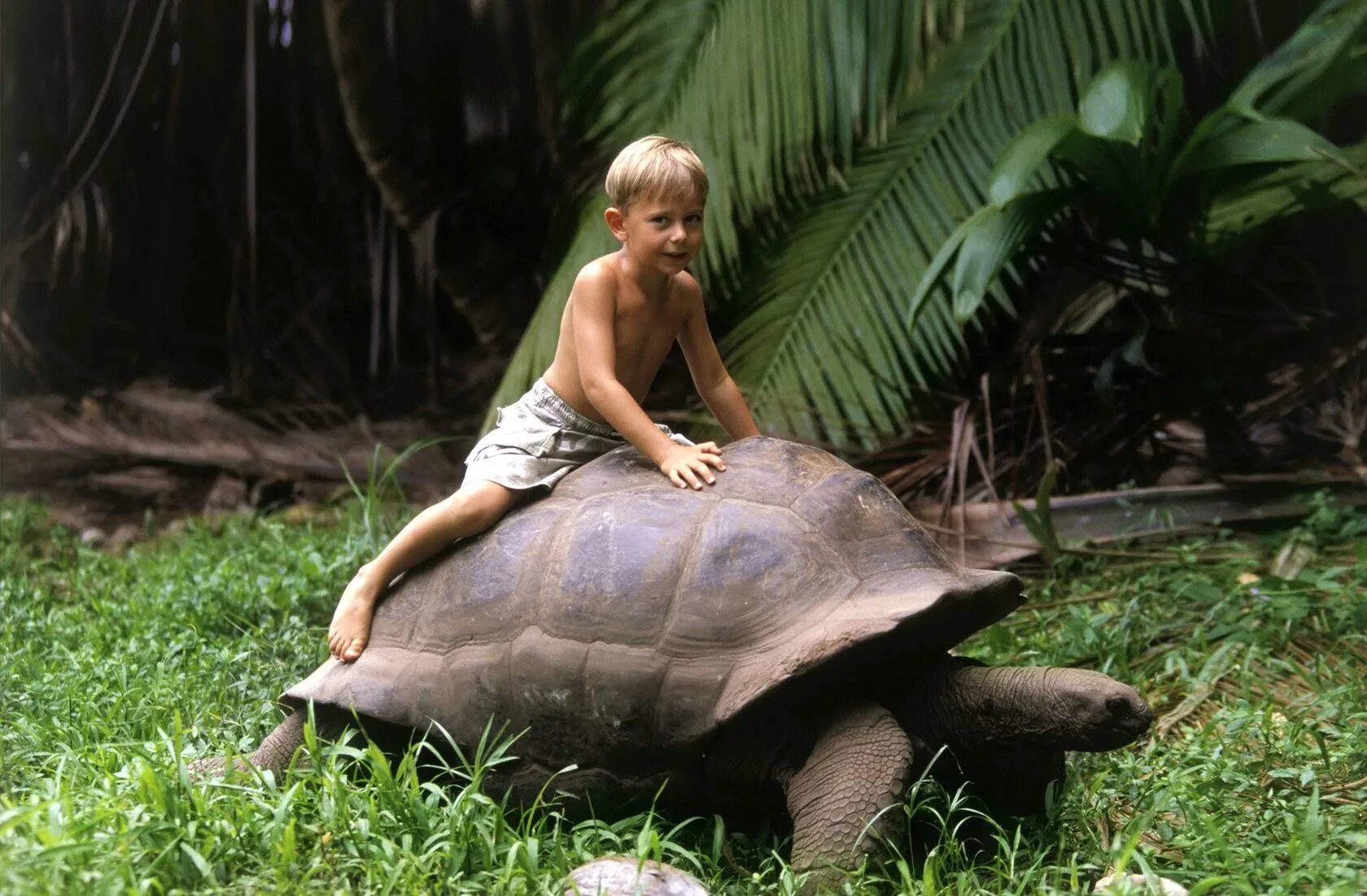 Сейшельские черепахи. Черепахи на Сейшельских островах. Сейшелы остров черепах. Альдабра Сейшелы. Остров Маэ Сейшелы черепахи.