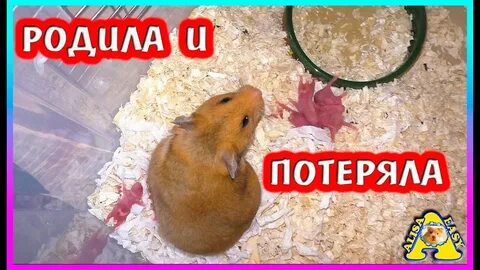 Хомяки алиса изи