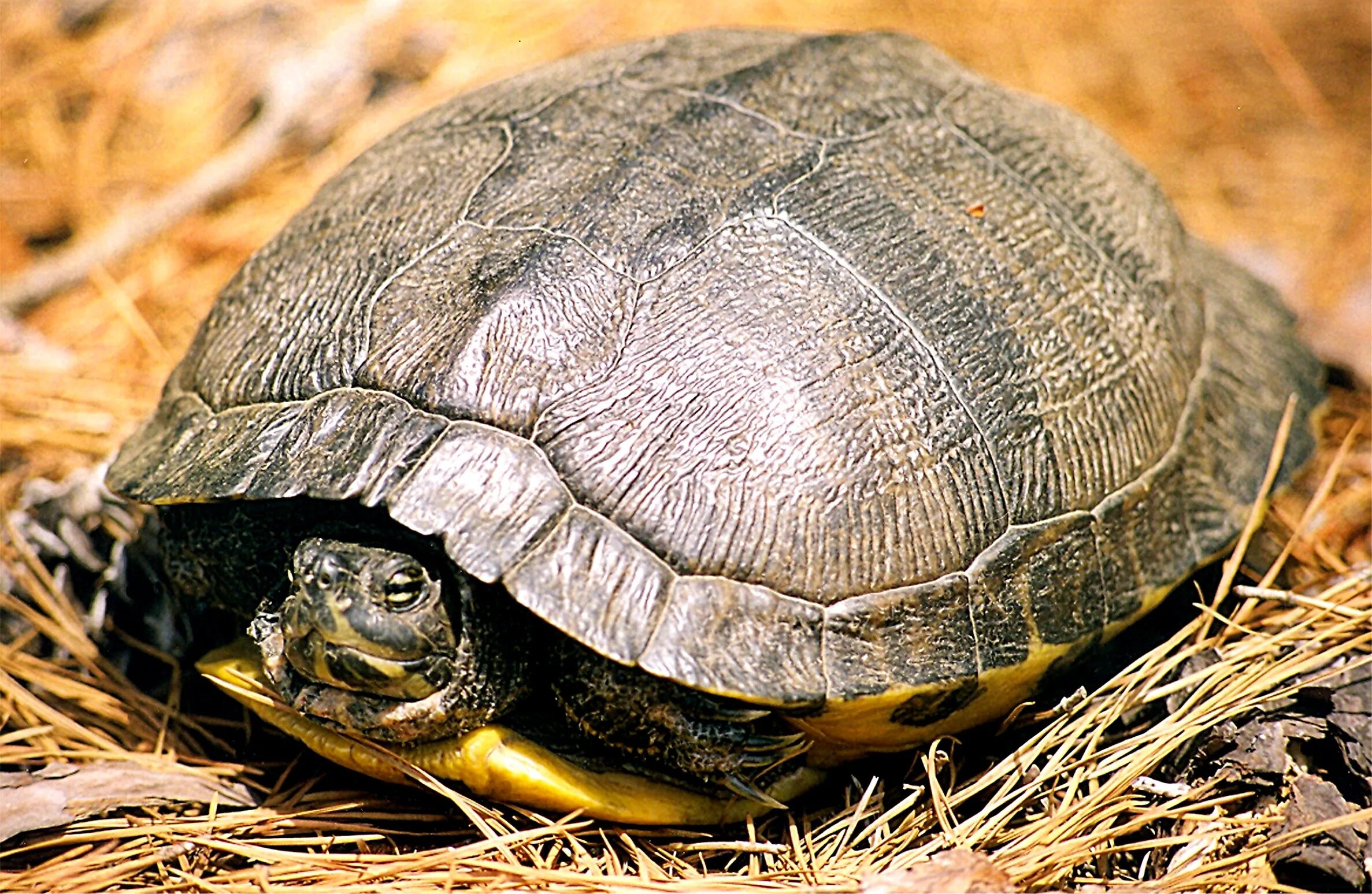 черепах птица. хорошего полёта и мягкой посадки. прудовая черепаха. свиноносая черепаха. черепаха торчилла.