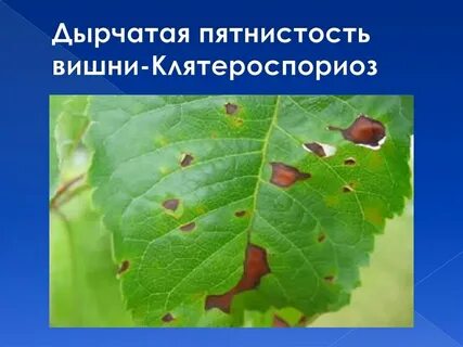 Дырчатая пятнистость