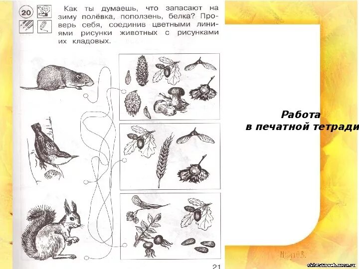 Конспект урока животные 1 класс. Животные осенью задания для детей. Животные готовятся к зиме задания. Растения и животные осенью задания. Звери готовятся к зиме для дошкольников.