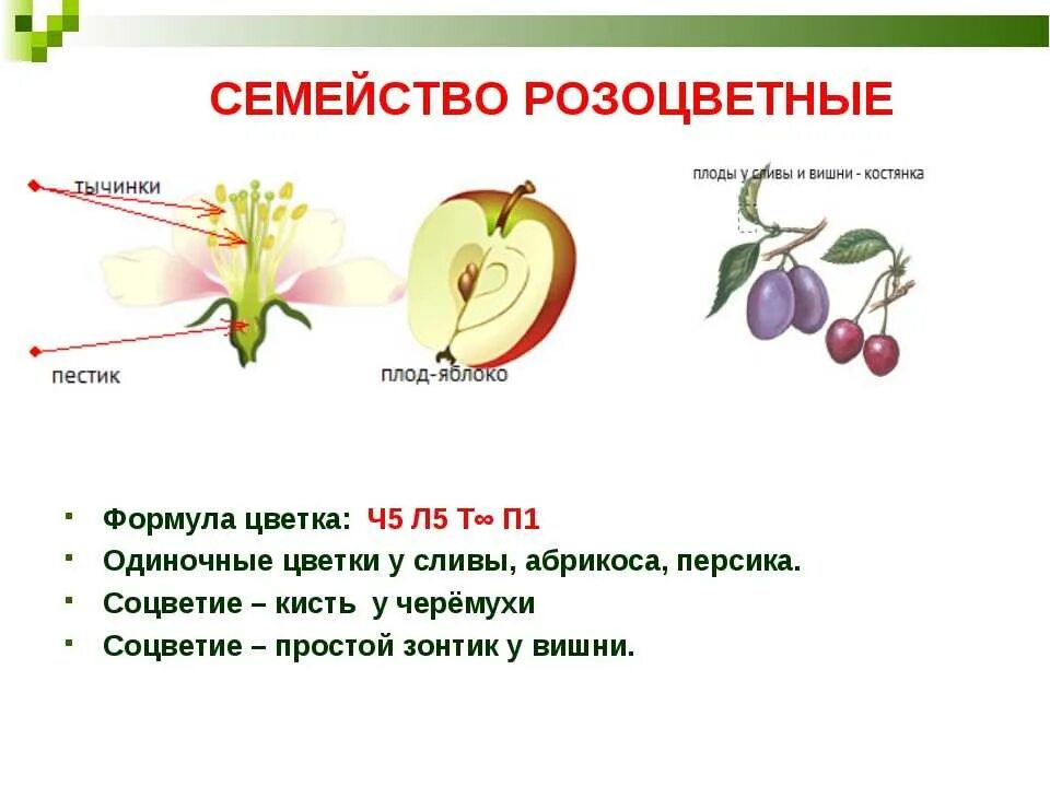 Яблоня семейство Розоцветные 6 класс. Семейство Розоцветные строение цветка формула. Формула семейства Розоцветные 6 класс. Формула цветка семейства Розоцветные 6 класс биология.