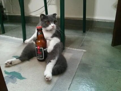 Кошка которая не пей