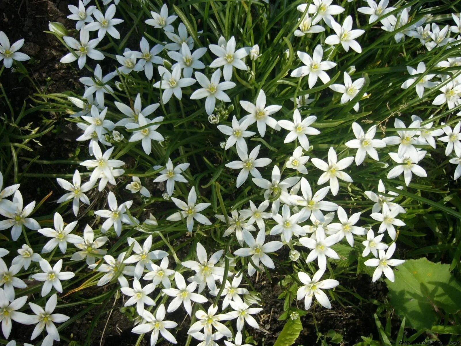 Название цветов мелкие белого цвета. Птицемлечник ("белая звезда Вифлеема"). Лаурентия Речная. Ornithogalum pyrenaicum. Мелкие белые садовые цветы.