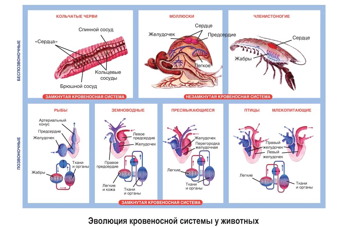 Пищеварительная железа млекопитающих. Схема эволюции кровеносной системы хордовых. Эволюция систем органов животных пищеварительная система. Эволюция кровеносной системы у беспозвоночных животных. Эволюция кровеносной системы хордовых животных.