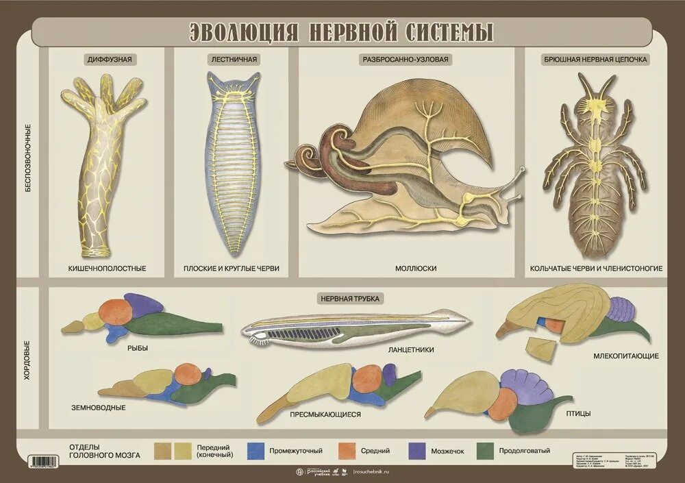 Головной мозг птиц отличается от земноводных. Эволюция нервной системы беспозвоночных таблица. Эволюция нервной системы беспозвоночных животных. Эволюция нервной системы у животных таблица. Эволюция нервной системы беспозвоночных животных таблица.