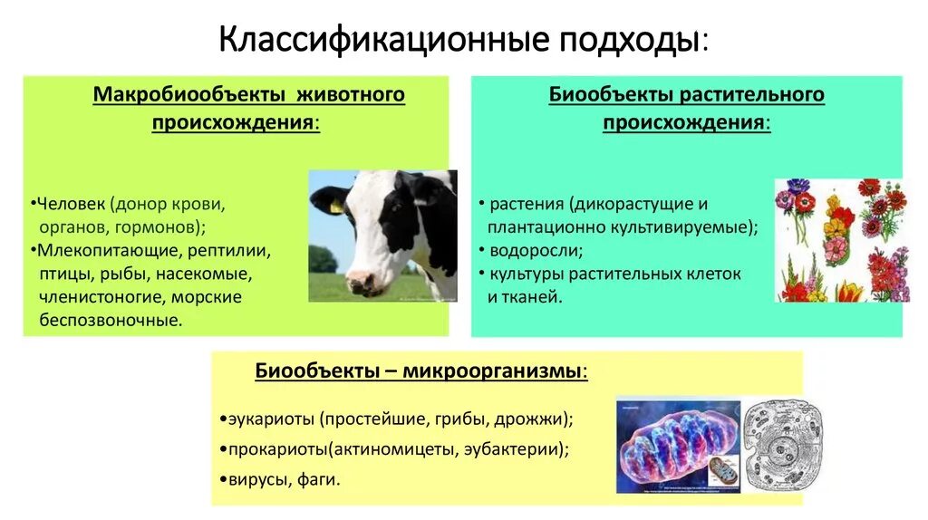 Растительное происхождение биологическая. Объекты биотехнологии. Биологические объекты биотехнологии. Биообъекты классификация. Виды биологических объектов.