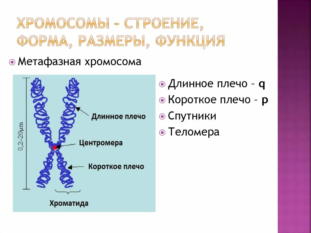 Структурным компонентом хромосом. Строение метафазной хромосомы. схема метафазной хромосомы. схема строения хромосомы. строение хромом.