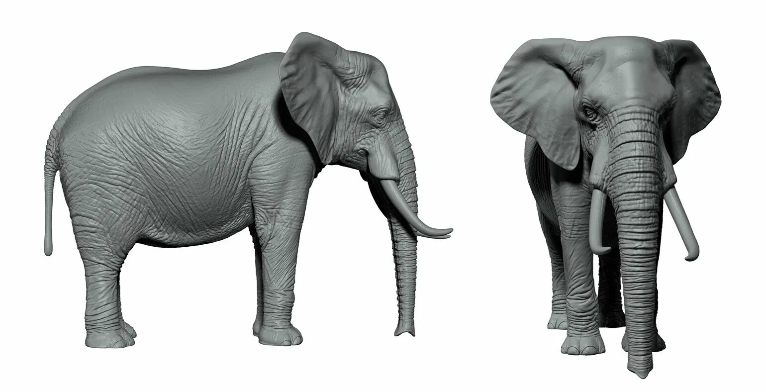 Стоящий слоник. Индийский слон вид сбоку. Африканский слон вид сбоку. Слон с поднятым хоботом вид сбоку. Слон на белом фоне сбоку.