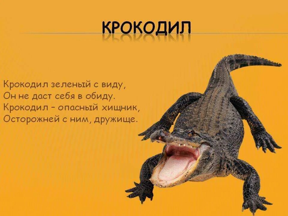 Загадка про крокодила. Стих про крокодила для детей. загадка про крокодила для детей. загадки про крокодилов.