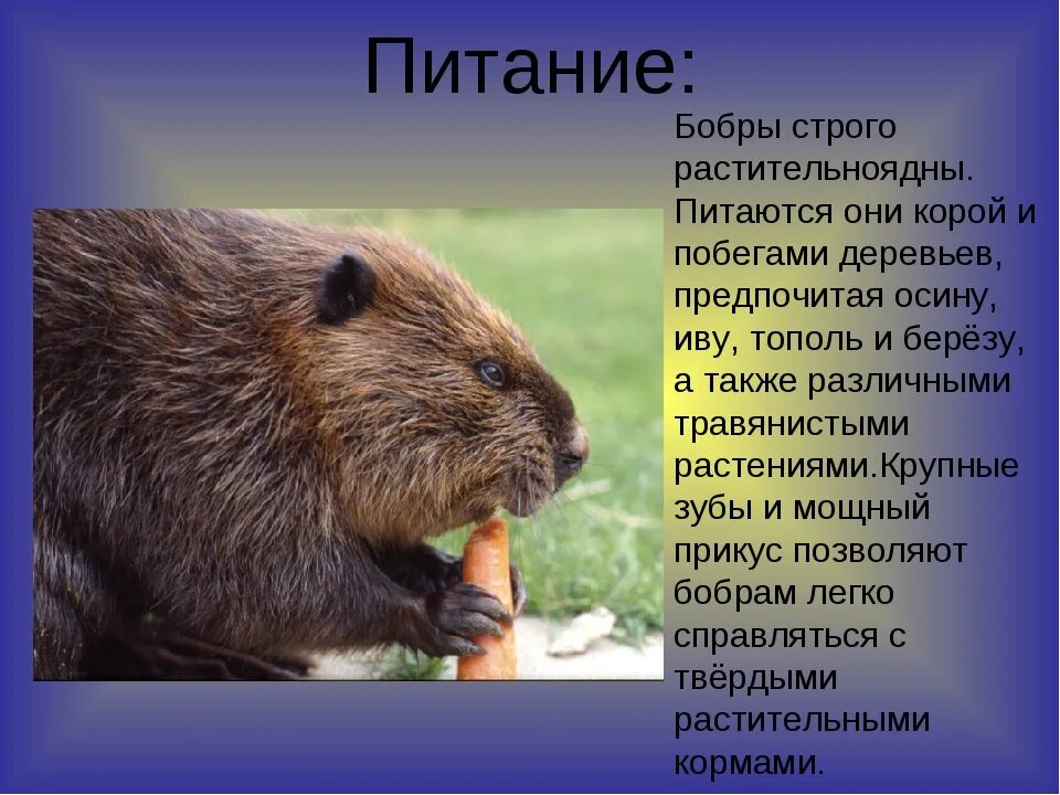 Бобр в какой природной зоне. Бобер презентация. Бобры описание. Доклад про Бобров. Сообщение о бобрах.