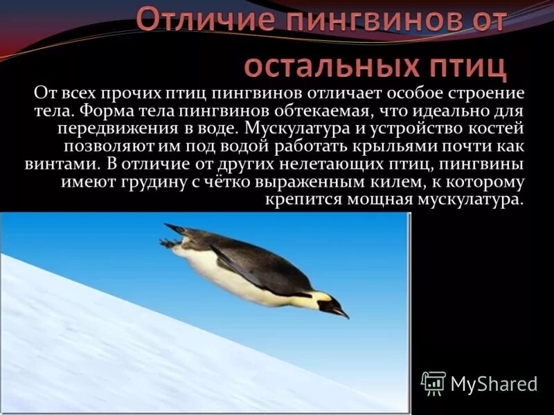 Приспособления к образу жизни птиц