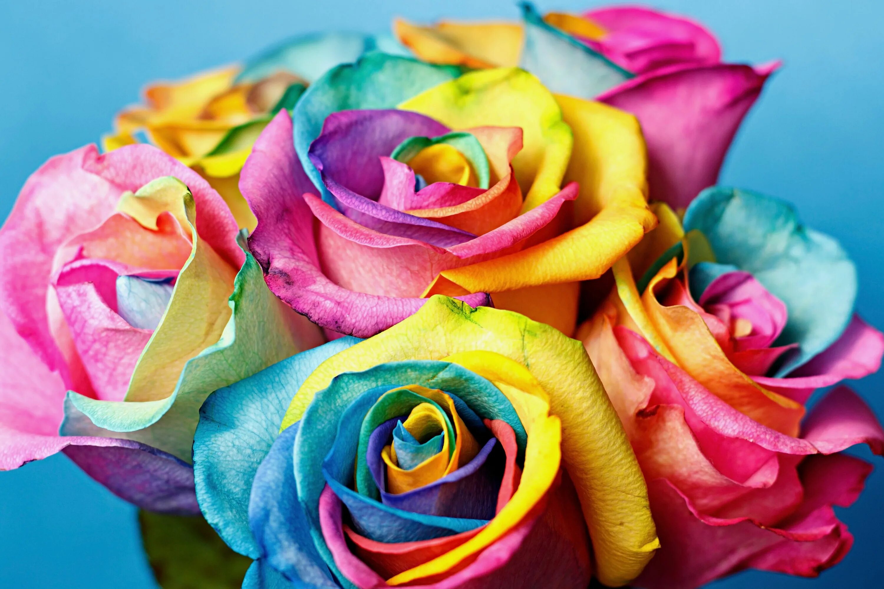 Роза Рейнбоу. Разноцветные розы. Радужные розы. Разноцветные цветочки.