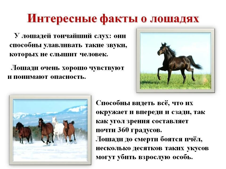 Лошадь доклад 3 класс. Интересные факты о конях. Информация о лошадях. Интересные сведения о лошадях. Сообщение о лошади.