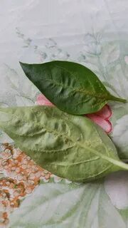 Из листьев перца