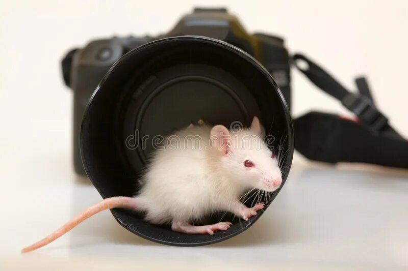 Крыса камера. Эллен ван дилен. Мышка с фотоаппаратом. Лего крыса. Мышь с фотоаппаратом.