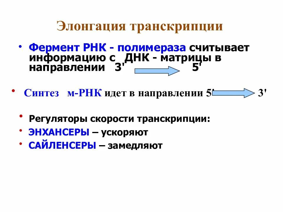 Элонгация транскрипции. Регуляци яэкспресси генов. Регуляция экспрессии генов. Элонгация транскрипции у эукариот.