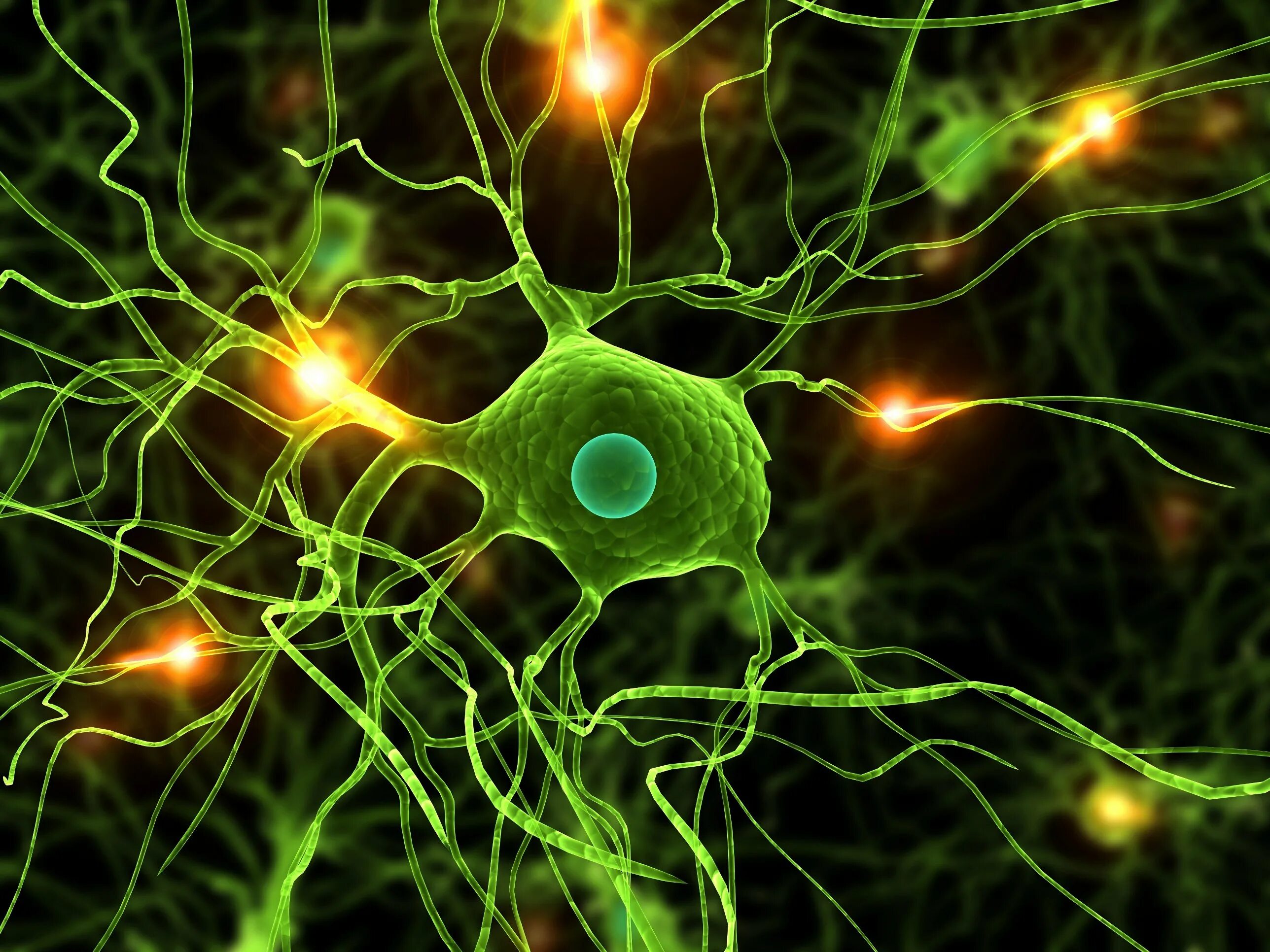 Нервные клетки Нейроны биология. Дендритные клетки Лангерганса. Нейронная клетка. Здоровая клетка.