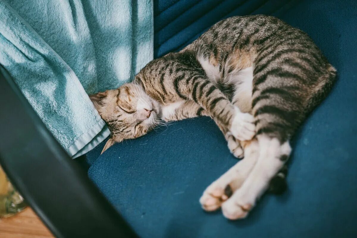 Приснились домашние кошки. Спящие кошки картинки. Кот дремлет. Спящие кошки. Морда спящего кота.