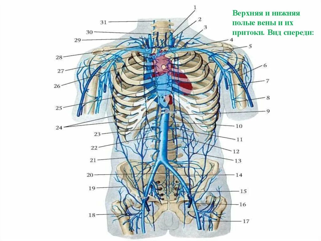 Клапаны в верхней полой вене: найдено 75 изображений