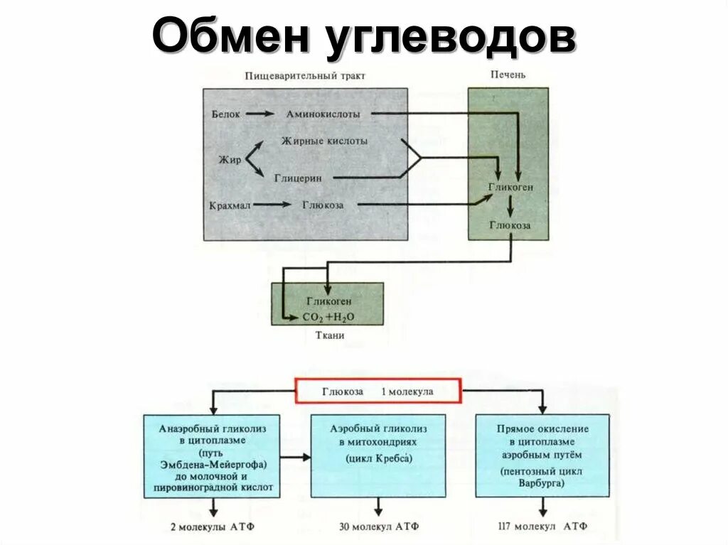 Регуляция обмена углеводов нормальная физиология. Обмен углеводов физиология схема. Схема метаболизма углеводов физиология. Схема регуляции углеводного обмена физиология. Как происходит обмен углеводов