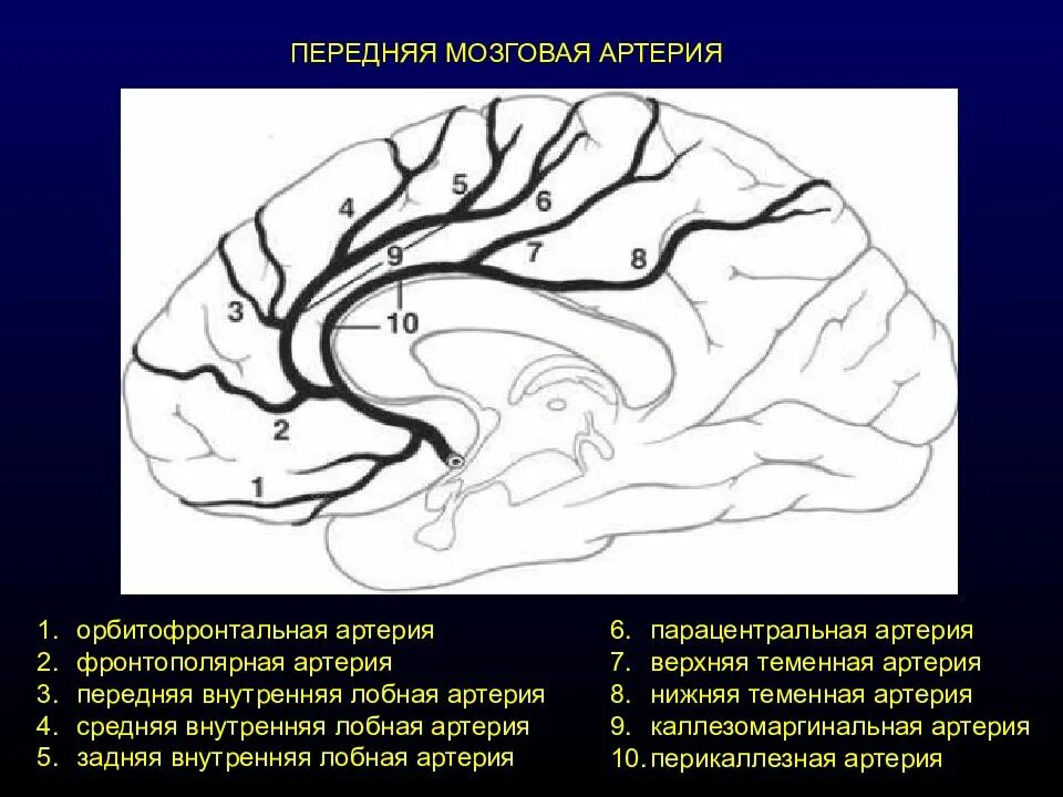 Артерии среднего мозга