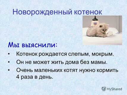 Что нужно для котенка