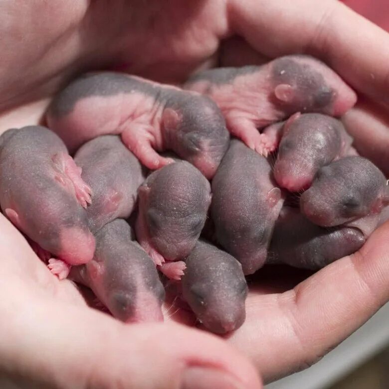 крыса дамбо. новорожденные крысята дамбо. новорожденные крысята. крысята новорожденные крысята. маленькие крысята дамбо новорождённые.