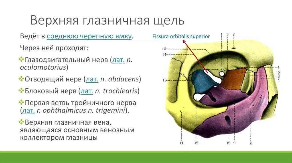 1 строение глазницы. Глазница черепа анатомия. Средняя черепная ямка глазничная щель. Костные стенки глазницы анатомия. Верхняя глазная щель анатомия.