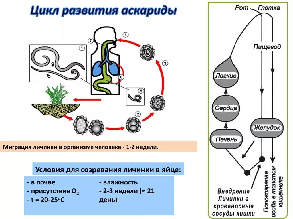 Цикл развития аскариды 7 класс биология схема. Цикл развития аскариды человеческой. Жизненный цикл аскариды человеческой схема. Цикл развития аскариды схема.