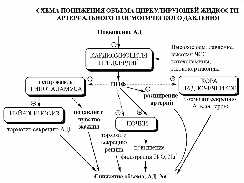 Регуляции водно солевого обмена в организме человека. Схема регуляции водно-солевого обмена биохимия. Схема регуляции кальций фосфорного обмена. Водно-солевой обмен в организме схема. Схема регуляции водно-солевого обмена физиология.