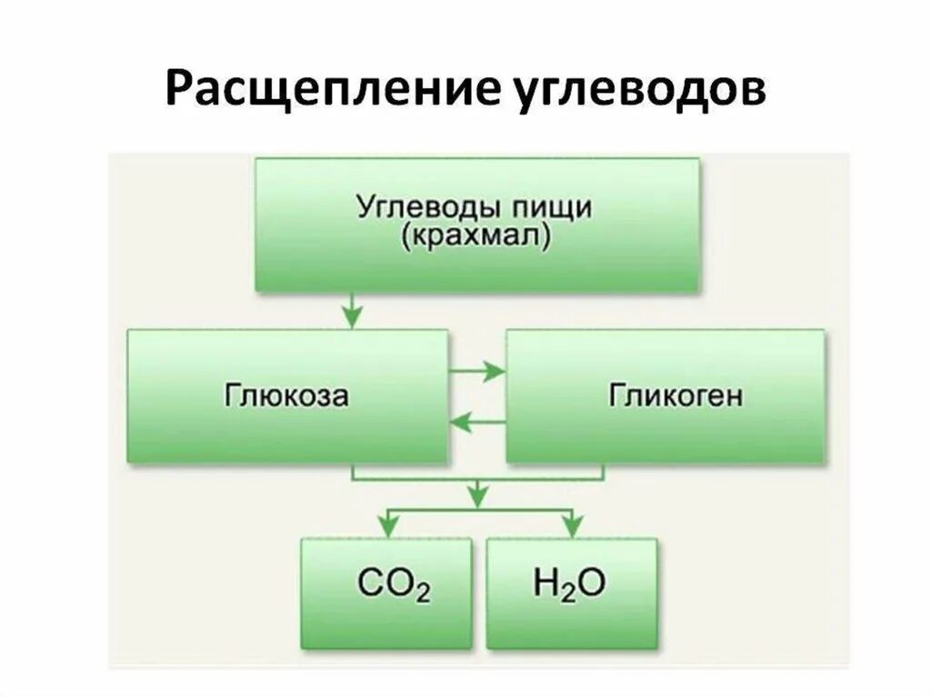 Обмен жиров белков углеводов воды. Продукты расщепления углеводов. Конечные продукты распада углеводов. Схема расщепления углеводов. Разложение белков жиров и углеводов.