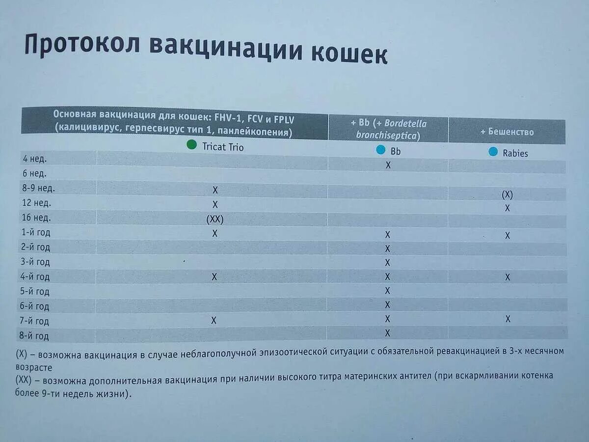 Вакцинация кошек какие. Схема вакцинации котят нобиваком. Схема прививок для котенка. Вакцинация котят Нобивак схема. Схема вакцинации кошек Нобивак.