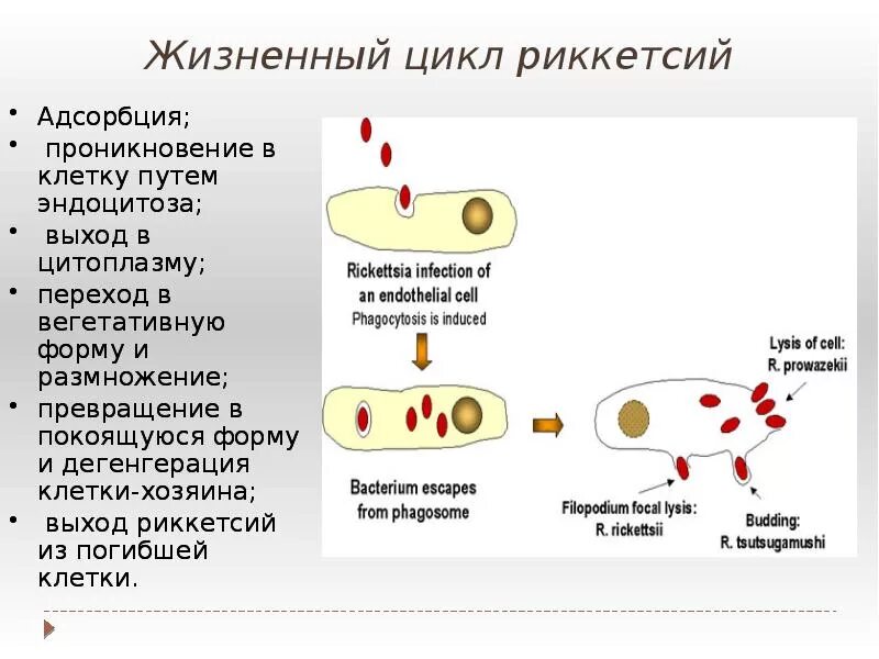 Особенности хламидий. Риккетсия Провачека морфология. Rickettsia prowazekii морфология. Спирохеты риккетсии хламидии актиномицеты микоплазмы.