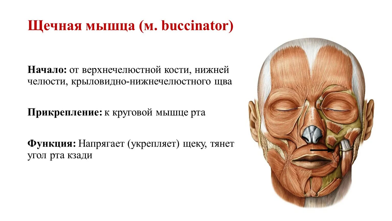 Мышца гордецов анатомия. Большая и малая скуловые мышцы функции. Большая и малая скуловые мышцы начало прикрепление функции. M orbicularis Oris функция. Head of function