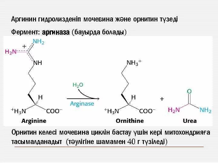 Аргинин орнитин мочевина фермент. Аргинин в мочевину. Метаболизм аргинина биохимия. Аргиназа катализирует реакцию.