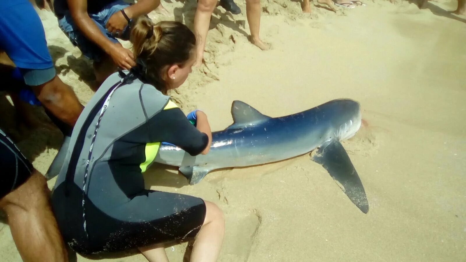 Акула фото. Нападение акул на Мальдивах. Фотографии акул. Акула в Испании.