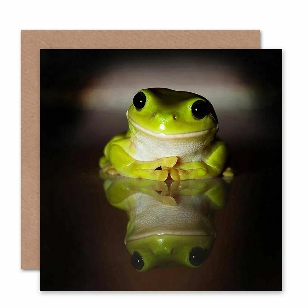 Душу жабу картинка. Смешные лягушки. Смешная жаба. Лягушка юмор. Прикольные лягушки с надписями.
