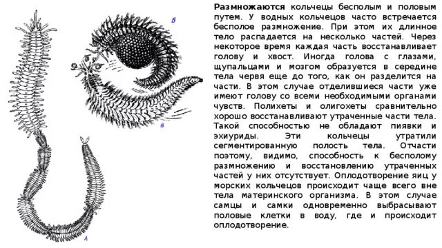 Размножение кольчецов. Половое размножение кольчатых червей. Размножение червей кольчецов. Почкование кольчатых червей.