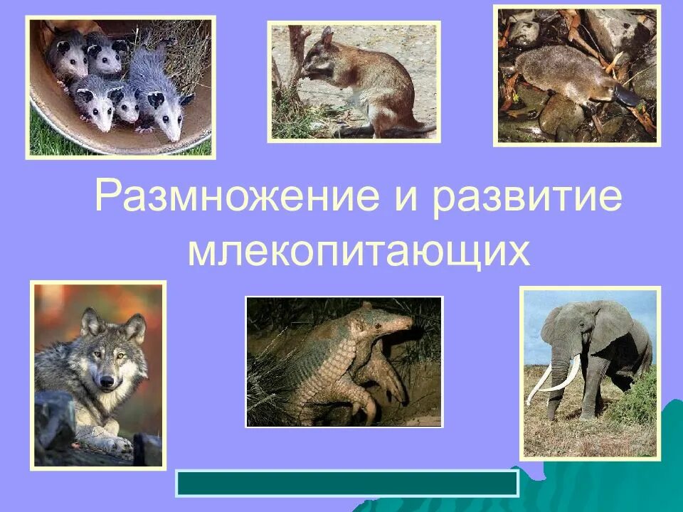 Для млекопитающих характерна такая форма размножения как. Размножение и развитие млекопитающих. развитие детенышей млекопитающих. развитие потомства у млекопитающих. размножение млекопитающих презентация.