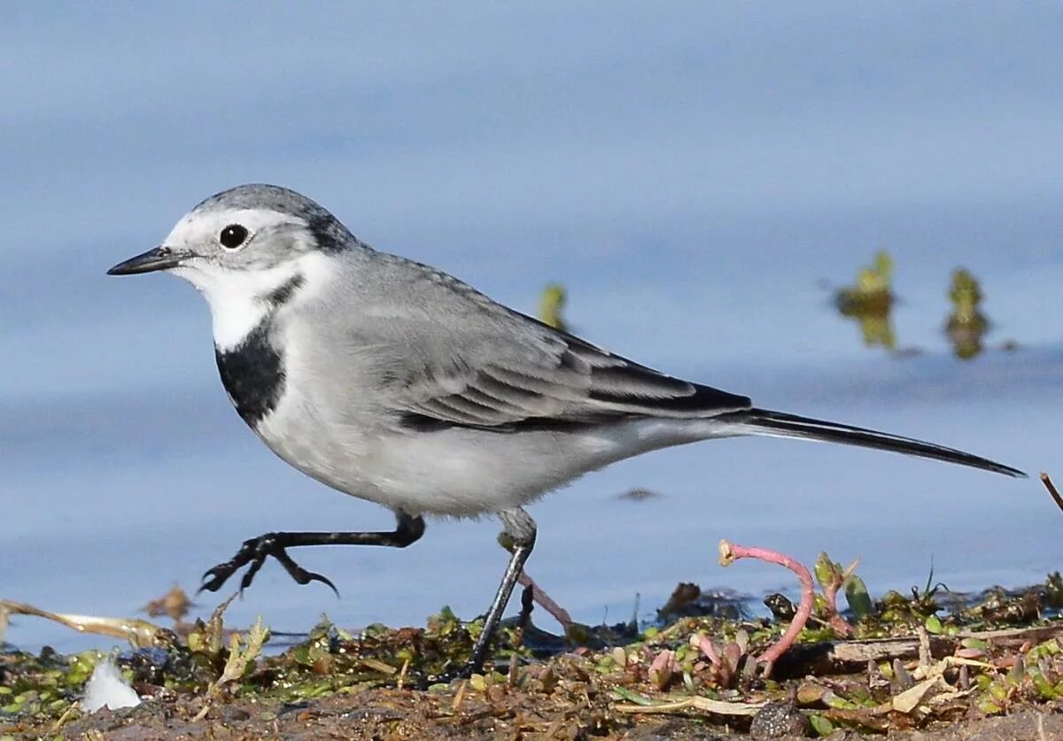 Птица трясогузка плиска. Трясогузка, птичка, трясогузка. Трясогузка, птичка, трясогузка. Трясогузка перелетная. Трясогузка.