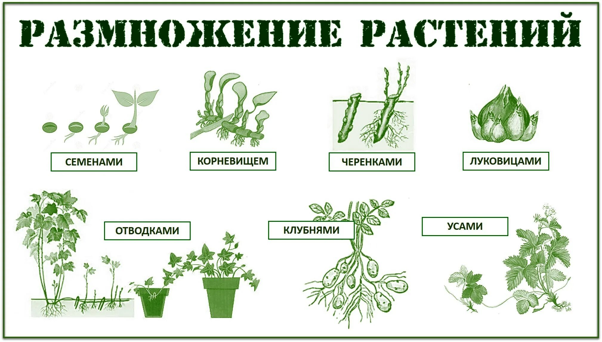 Как называется процесс когда растение растет. Размножение растений семенами и вегетативно. Способы вегетативного размножения растений схема. Задание размножение растений. Размножение комнатных растений схема.