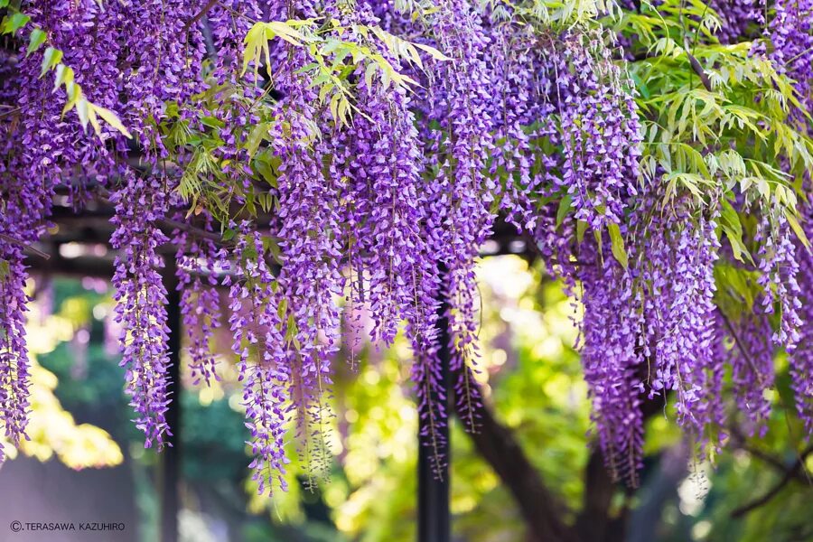 Дерево с сиреневыми цветами как называется. Глициния Wisteria sinensis. Wisteria sinensis Глициния китайская.