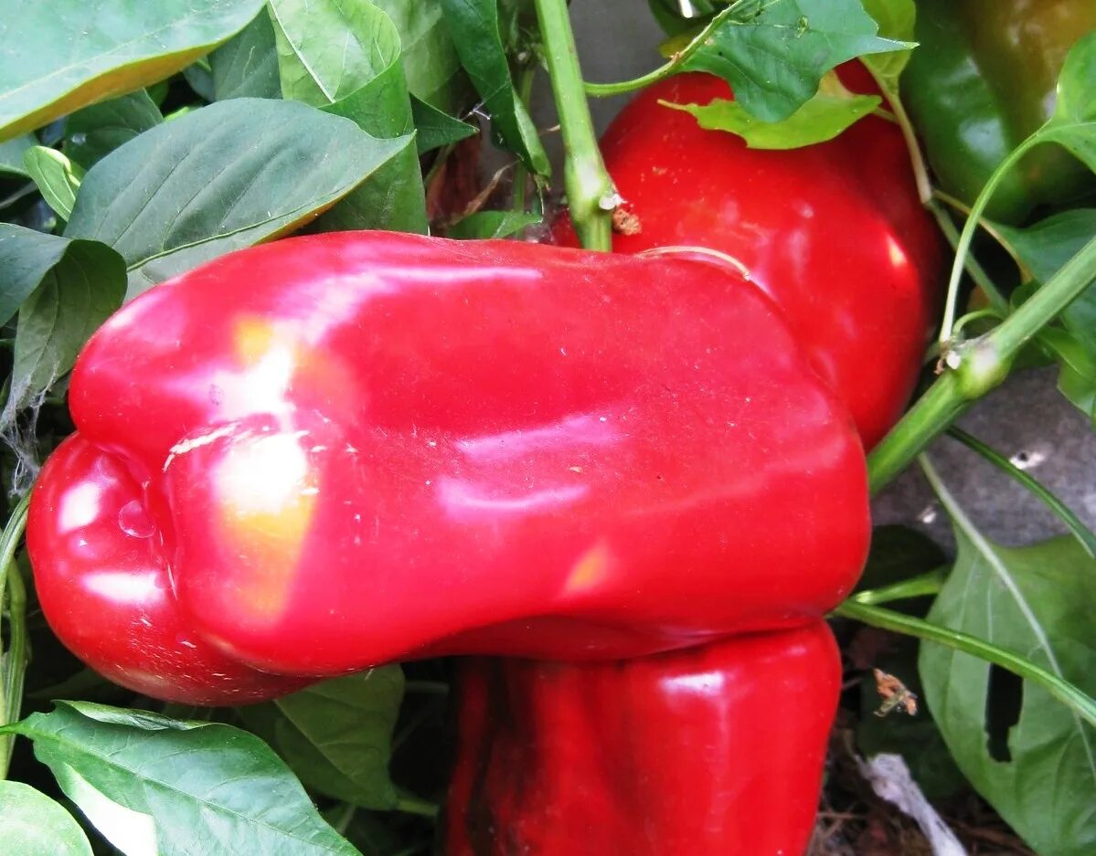 Good pepper. Перец Атлантик f1. Семена перец Уральский толстостенный f1. Перец сладкий f1 зеленый.