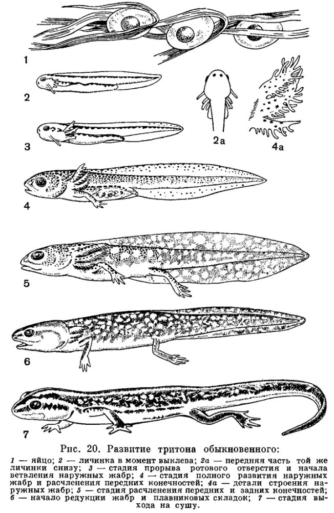 Стадия развития ящерицы. Обыкновенный Тритон стадия личинки. Гребенчатый Тритон развитие. Тритон гребенчатый личиночная стадия. Гребенчатый Тритон метаморфоз.