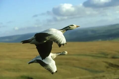 High flying bird