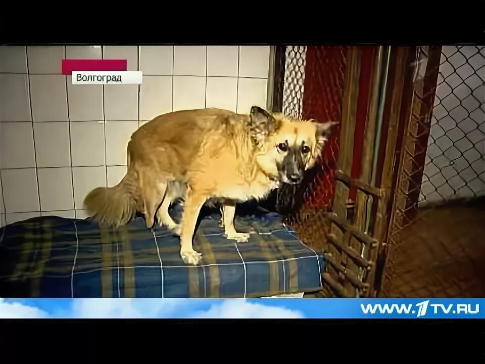 Приют волгоград красноармейский. Приют покровитель волгоград. покровитель приют для животных волгоград. приют волгоградская область фролово приют собак. приют для животных в волгограде красноармейский.