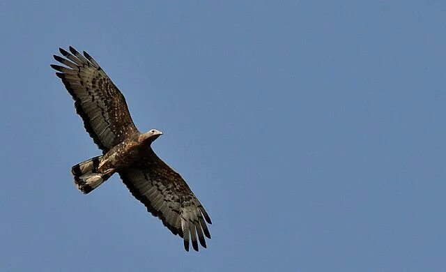 Обыкновенный осоед (Pernis apivorus). Птицы Сибири.