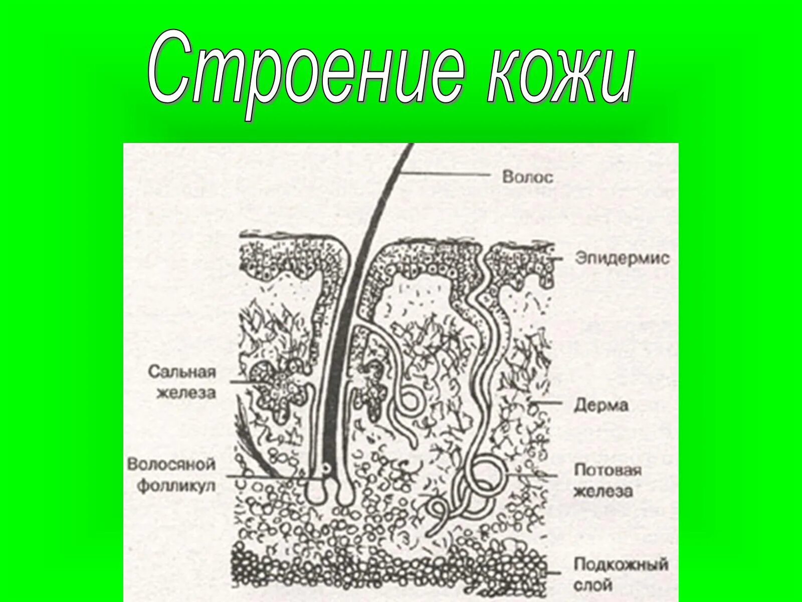 Прочитайте текст сложное строение волосков меха. Строение кожи. схема строения кожи животных. строение волоса. строение кожи млекопитающих рисунок.